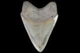Serrated, Fossil Megalodon Tooth - Gorgeous Enamel #76876-2